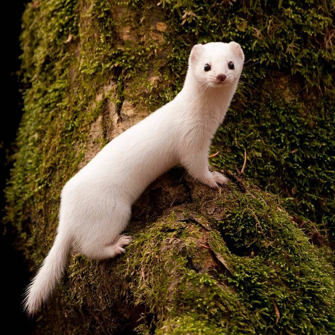Горностай (Mustela erminea)