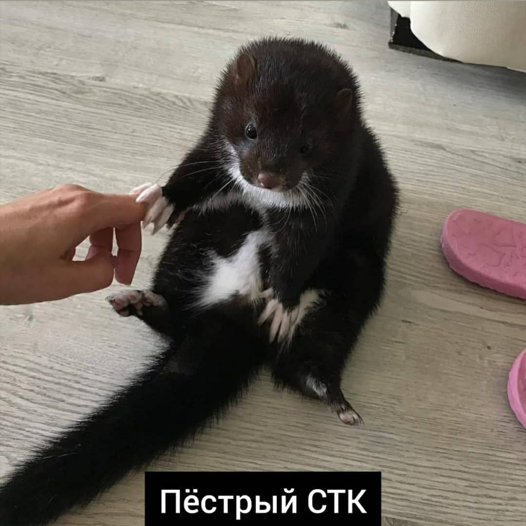 Норка декоративная