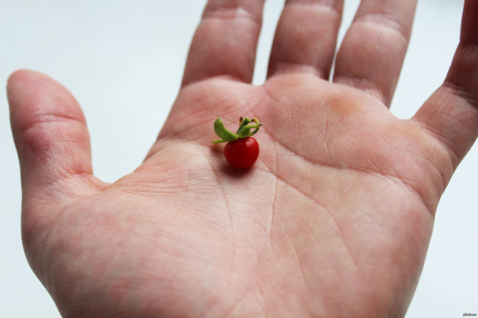 Самый маленький овощ. Маленькие помидоры. Самые мелкие помидоры. Самые маленькие помидоры. Самая маленькая помидора.