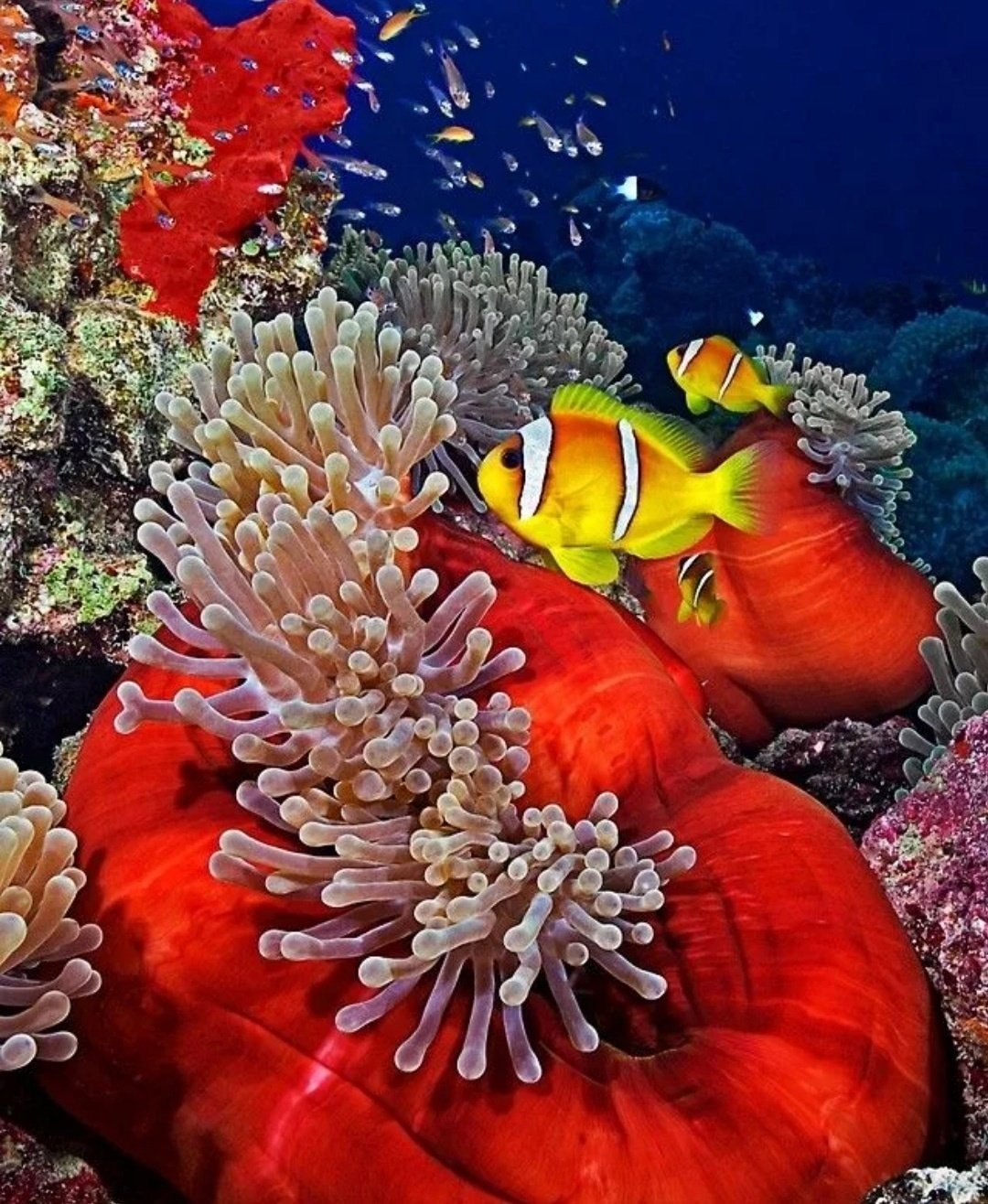 Коралловые рифы красного моря