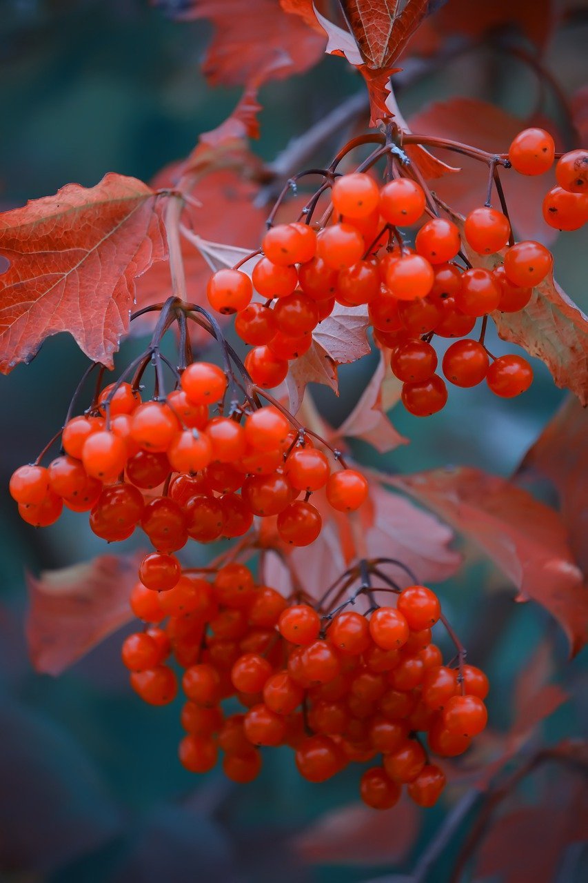 Калина (Viburnum)
