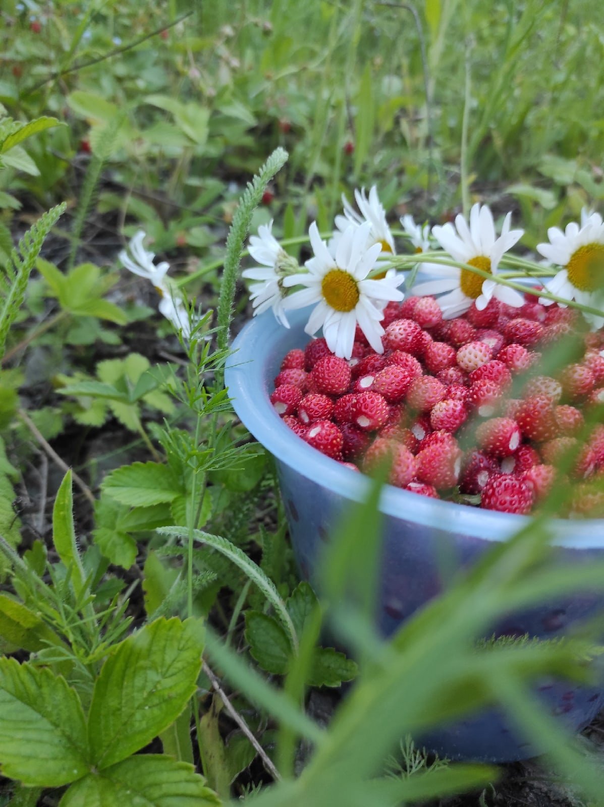 Лесная земляника и Лесная клубника