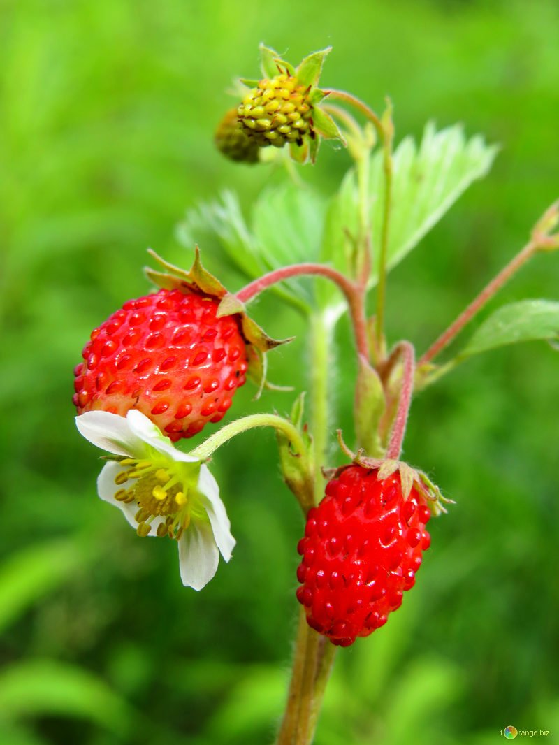 Земляника Лесная (Fragaria vesca)