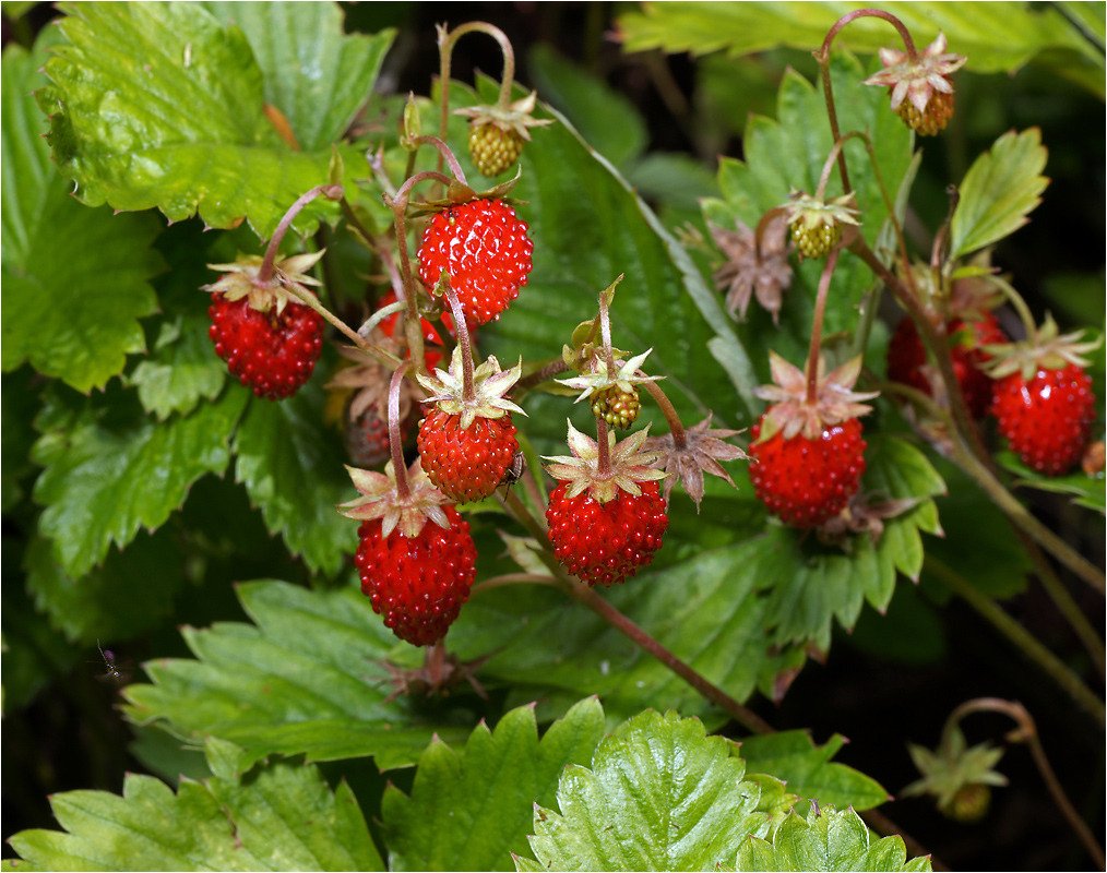 Земляника Лесная (Fragaria vesca)
