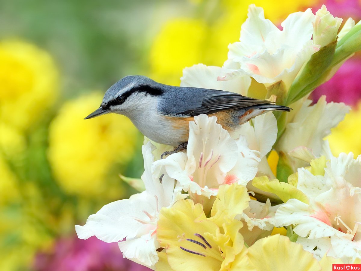 Природа птицы