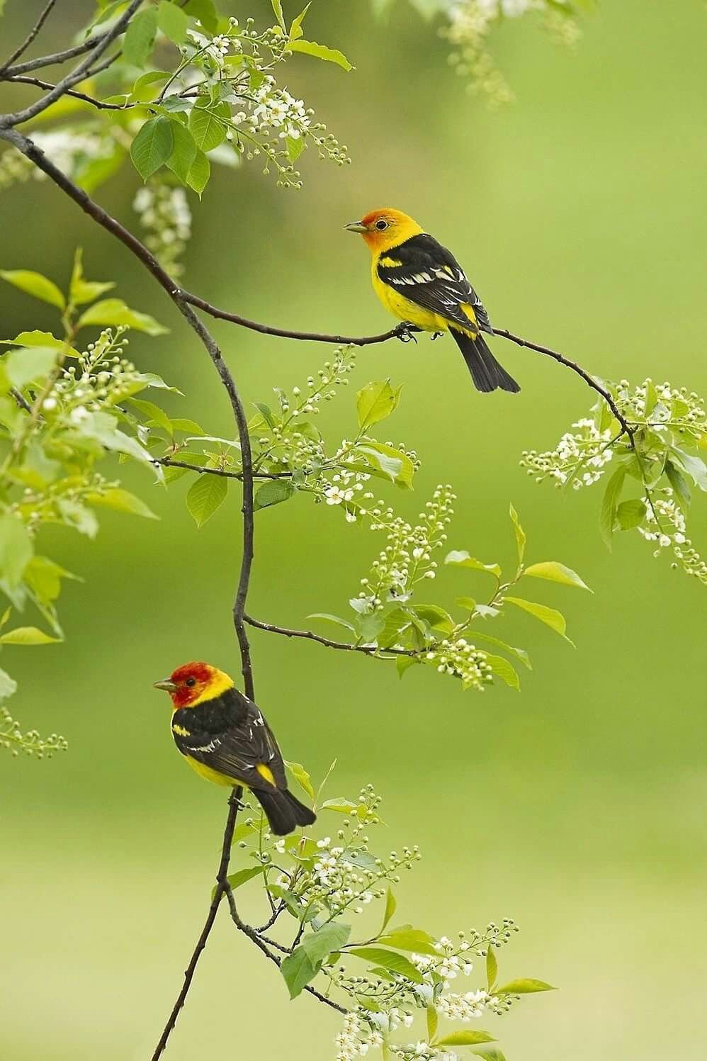 Природа птицы