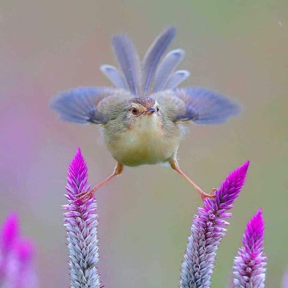 Смешные птицы