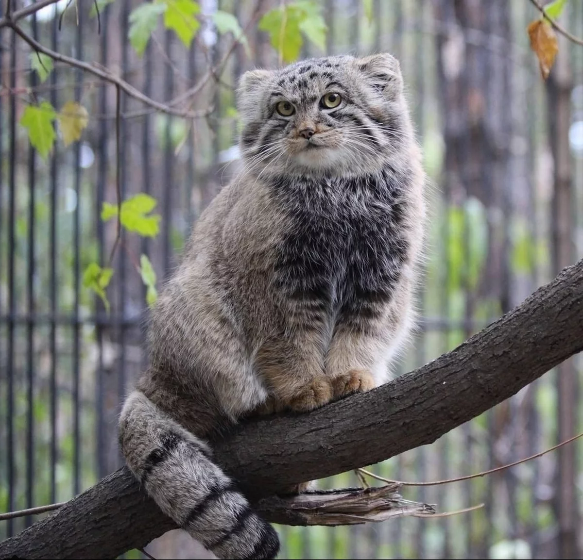 Сибирский кот Манул