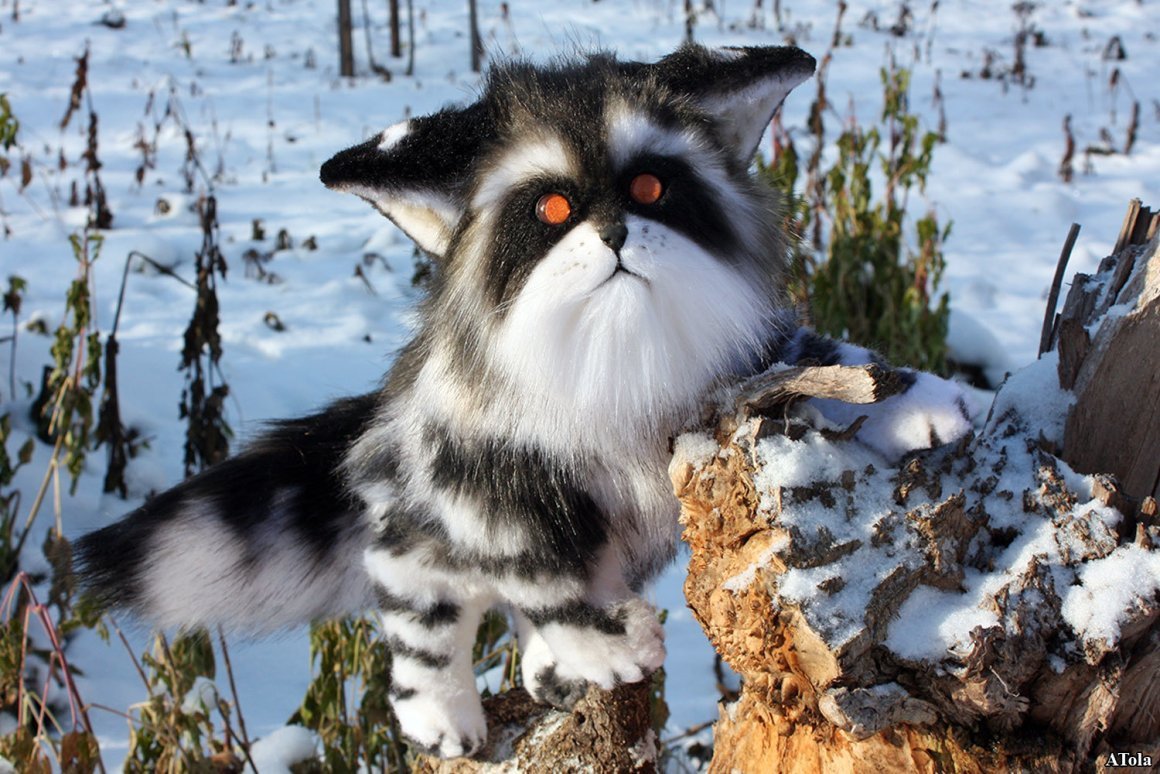 Енотовидная кошка