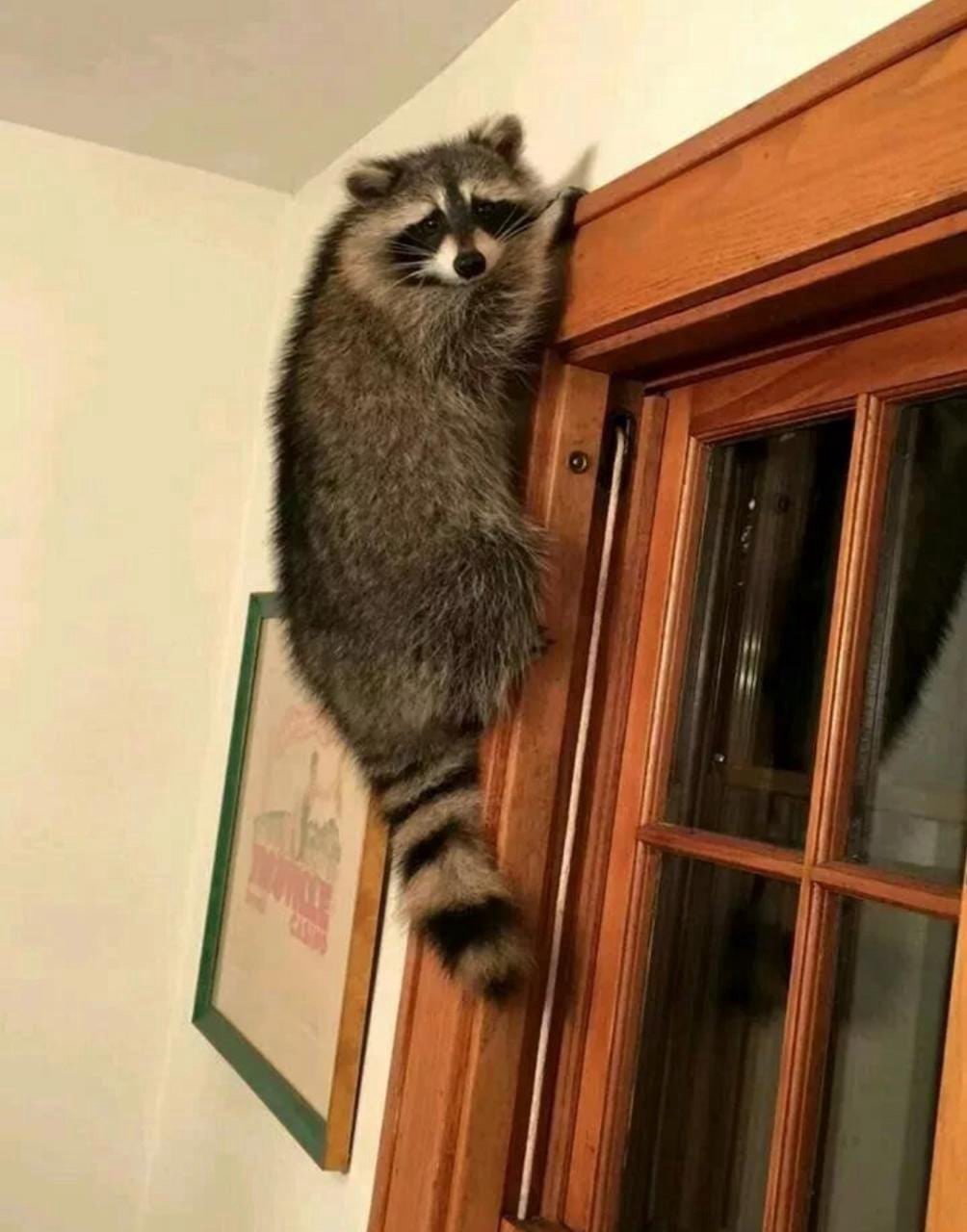 Енот домашний питомец