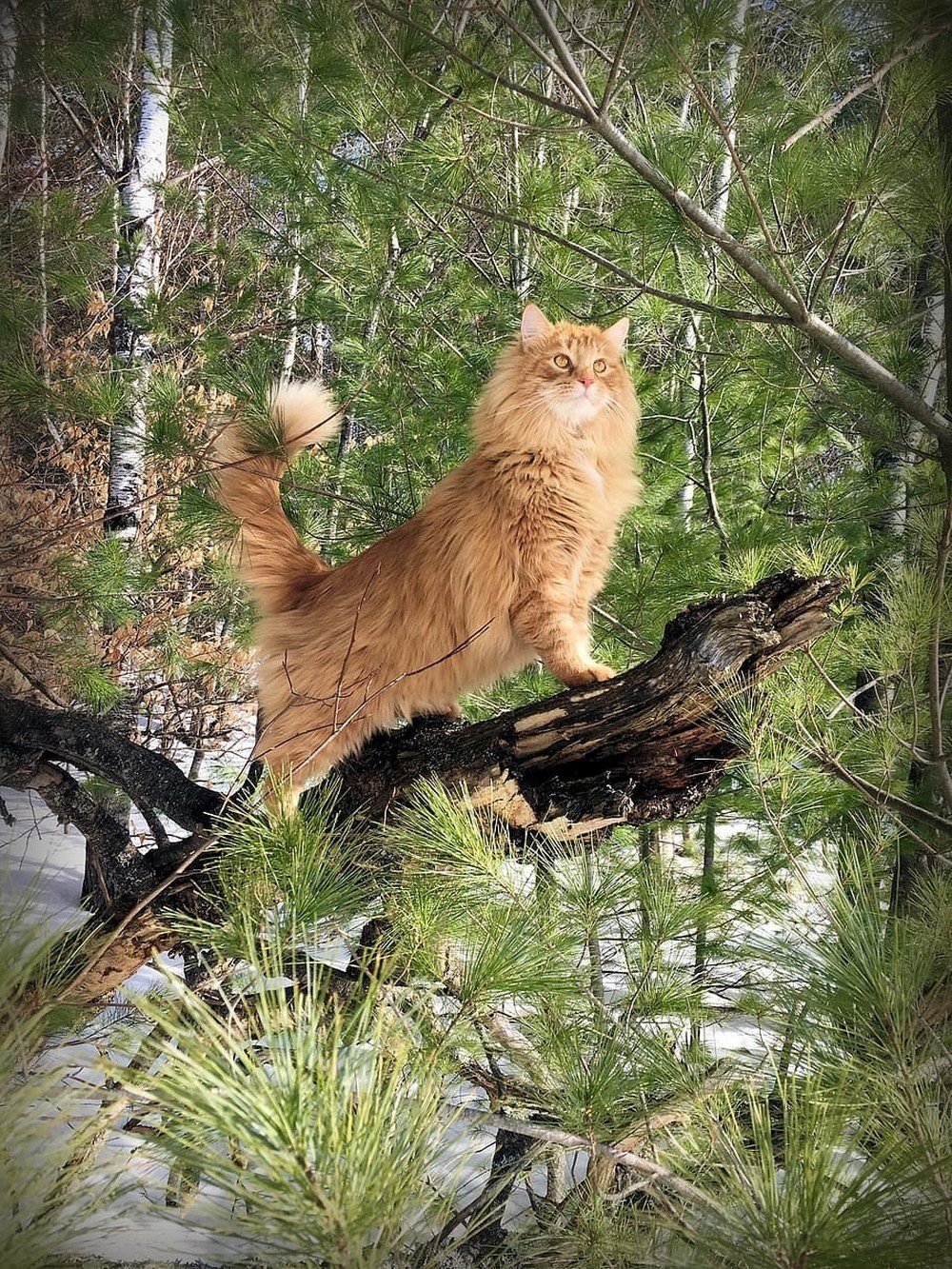 Лесной кот Мейн кун