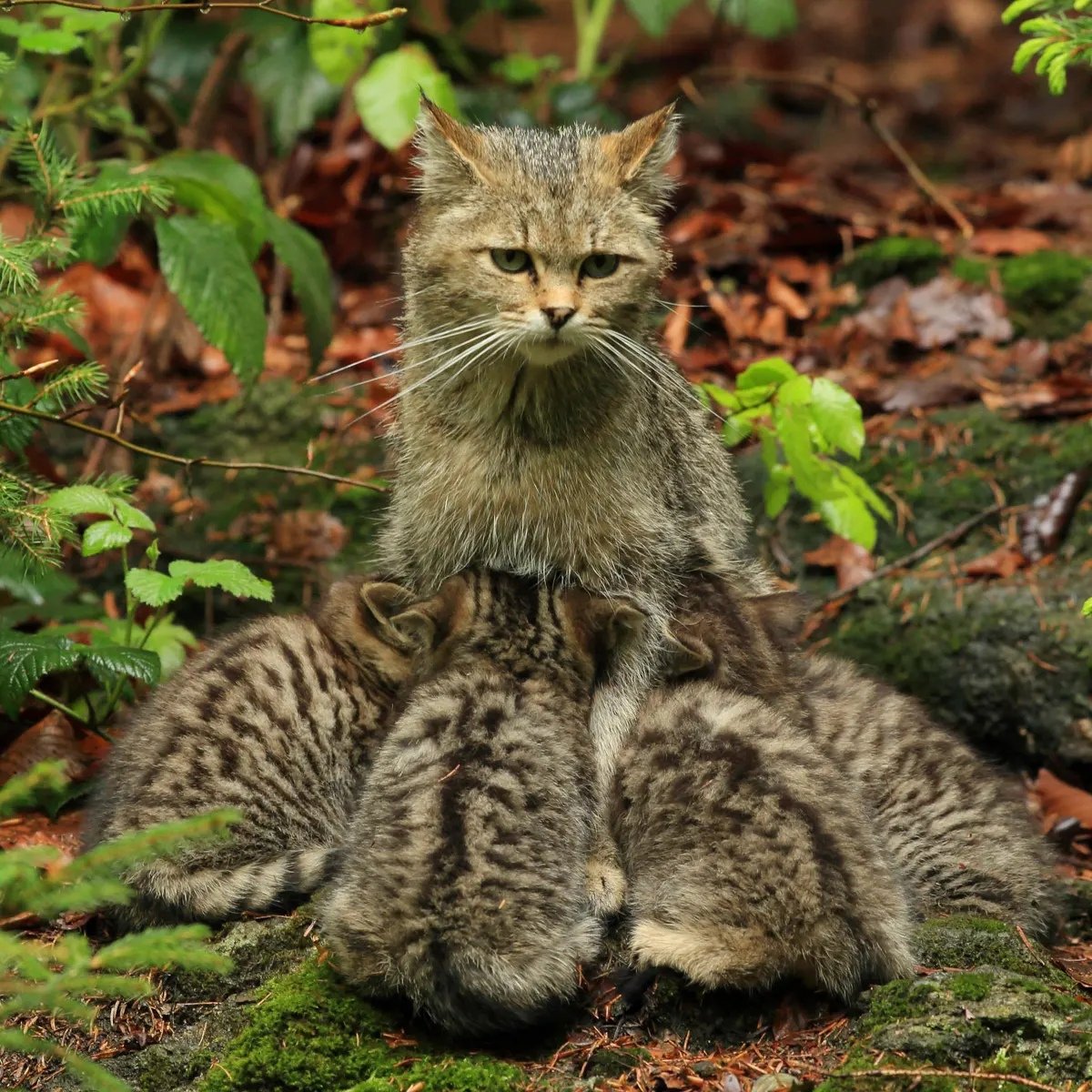 Лесная кошка (Felis Silvestris)