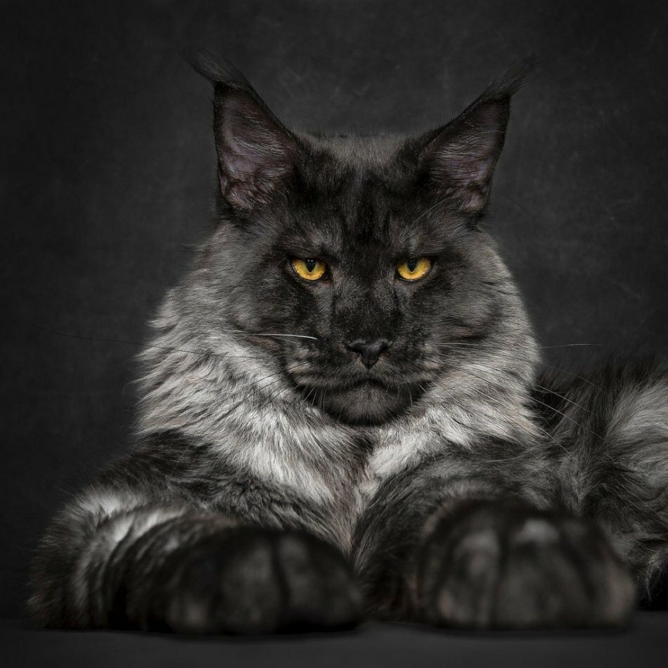 Кошка Мейн кун