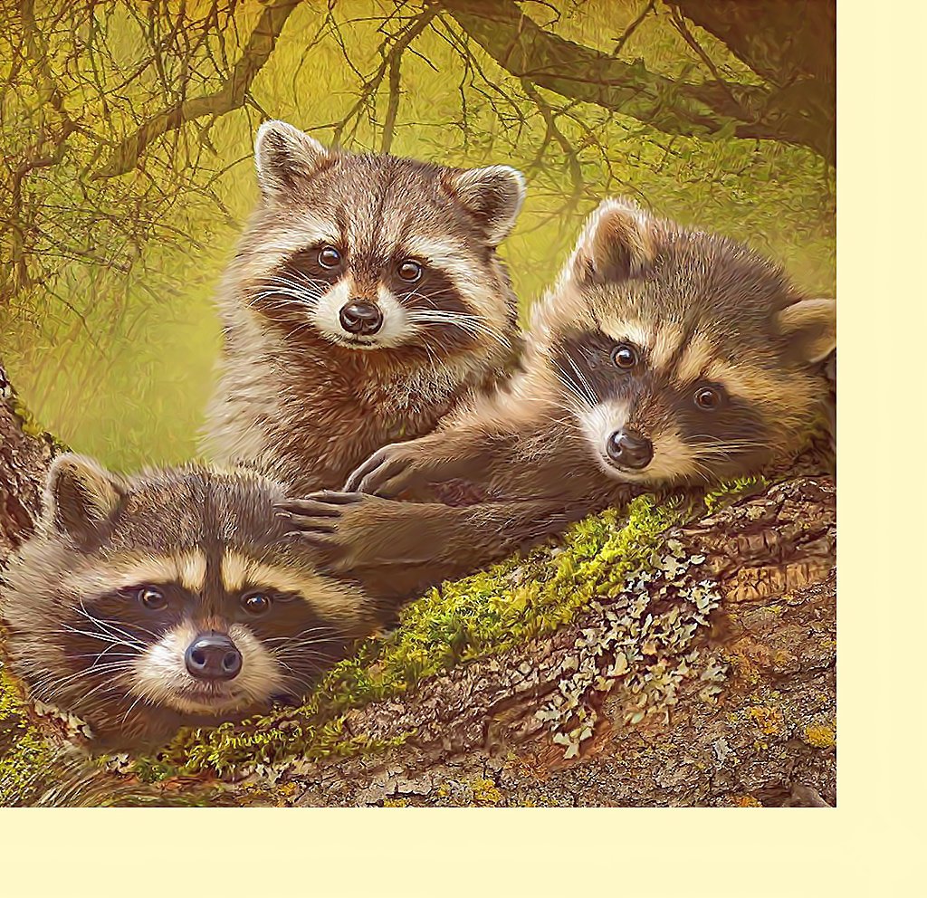 Стая енотов