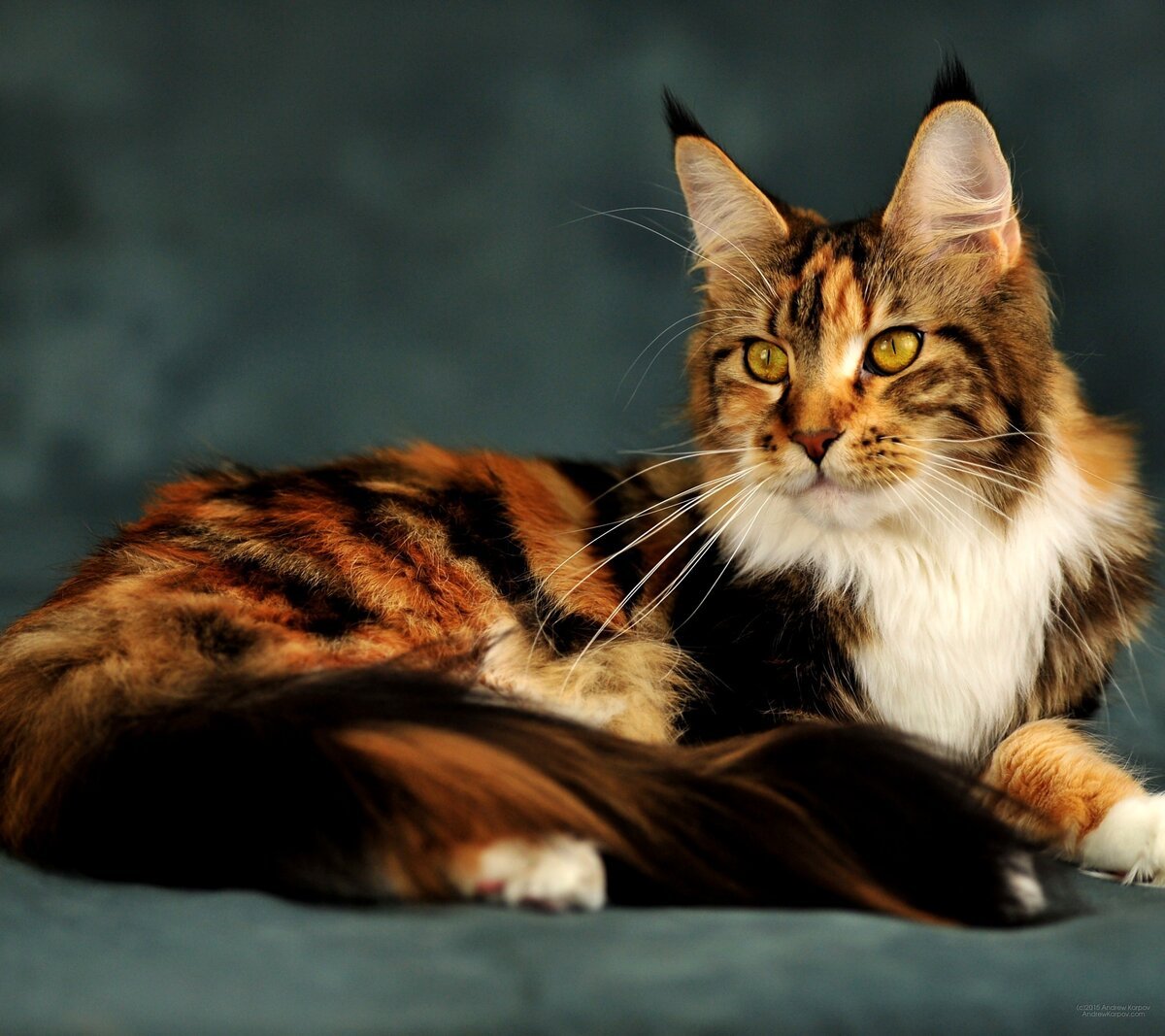 Короткошерстные Мейн куны