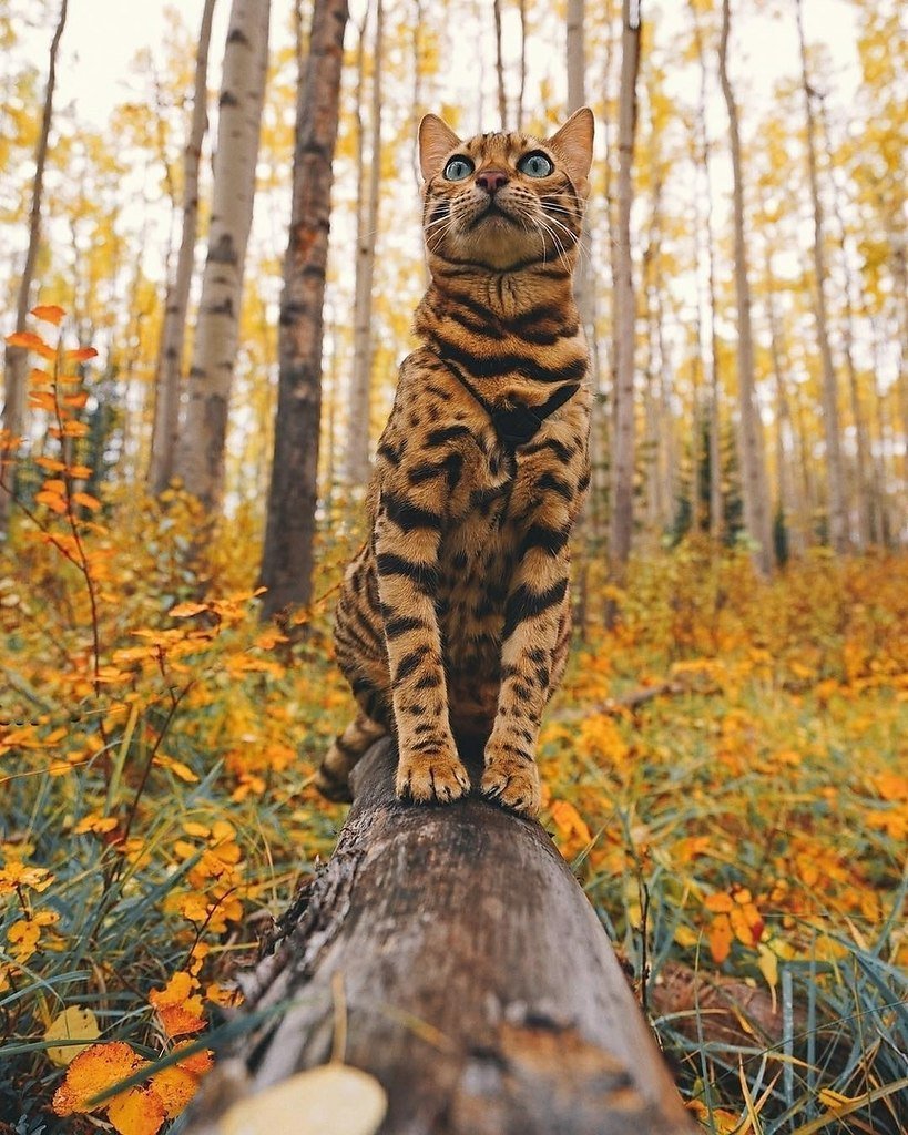 Лесная Бенгальская кошка