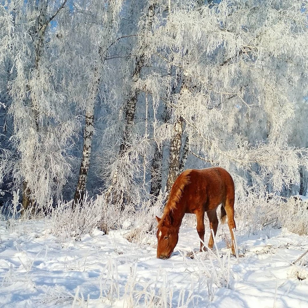 Зимний пейзаж с лошадьми