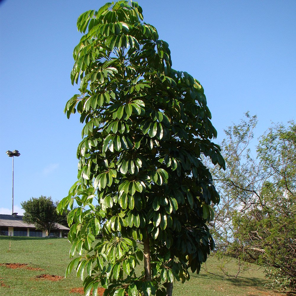Schefflera Taiwaniana