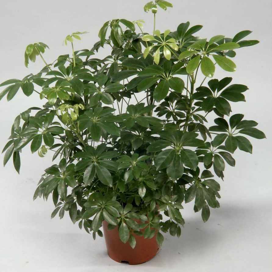 Schefflera arboricola цветок
