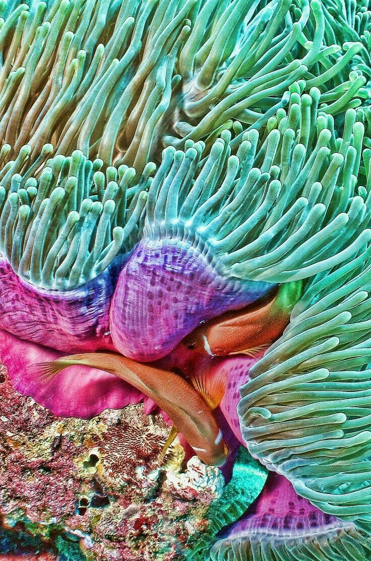 Морская актиния