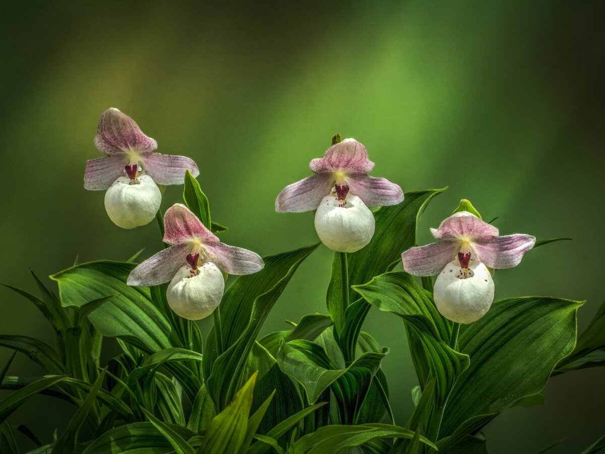 Венерин башмачок - Cypripedium