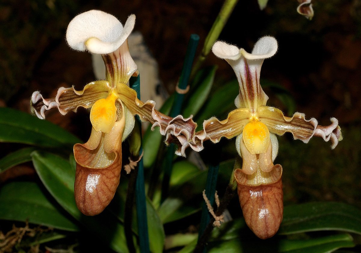 Paphiopedilum tranlienianum