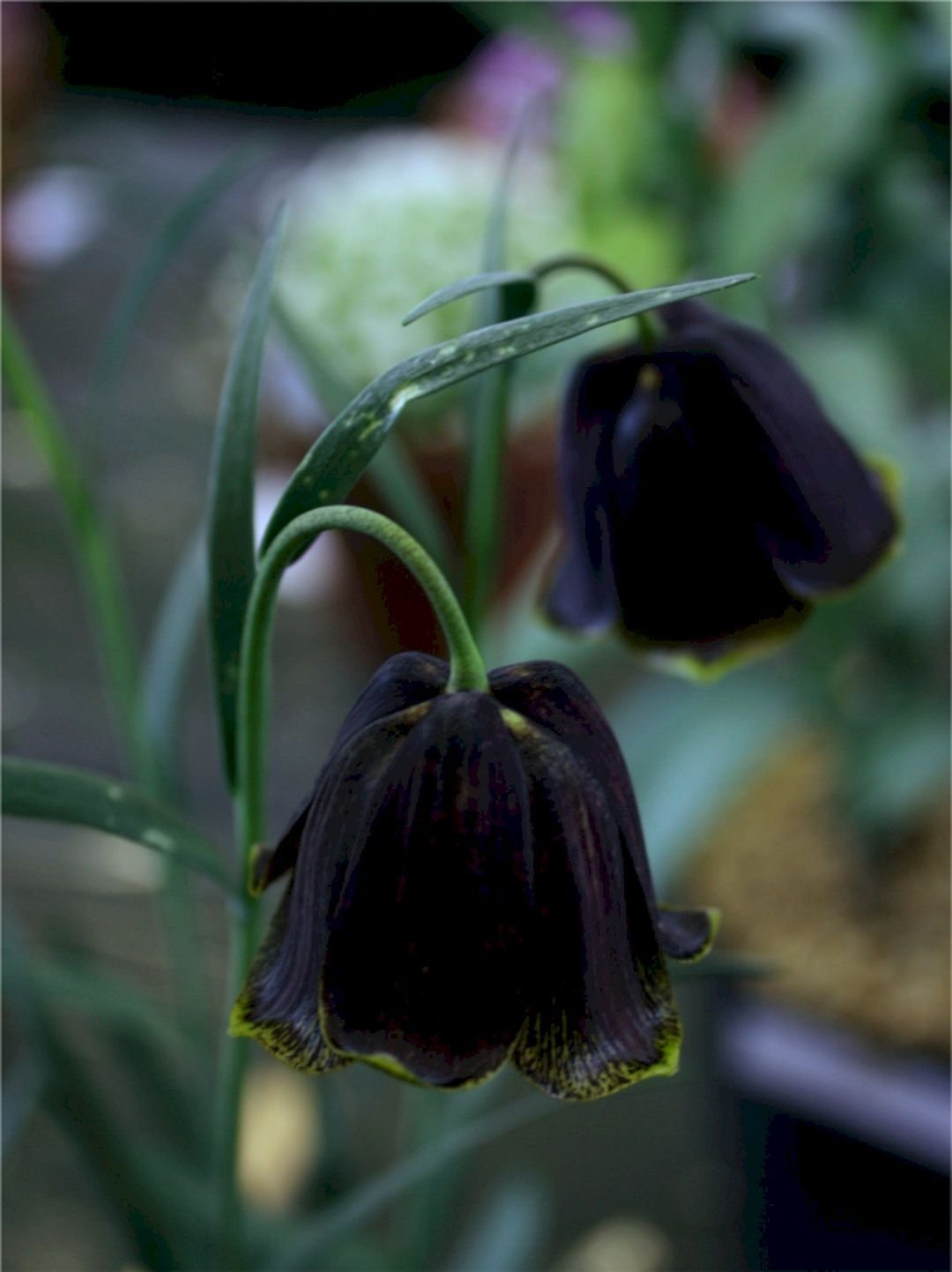 Fritillaria pyrenaica