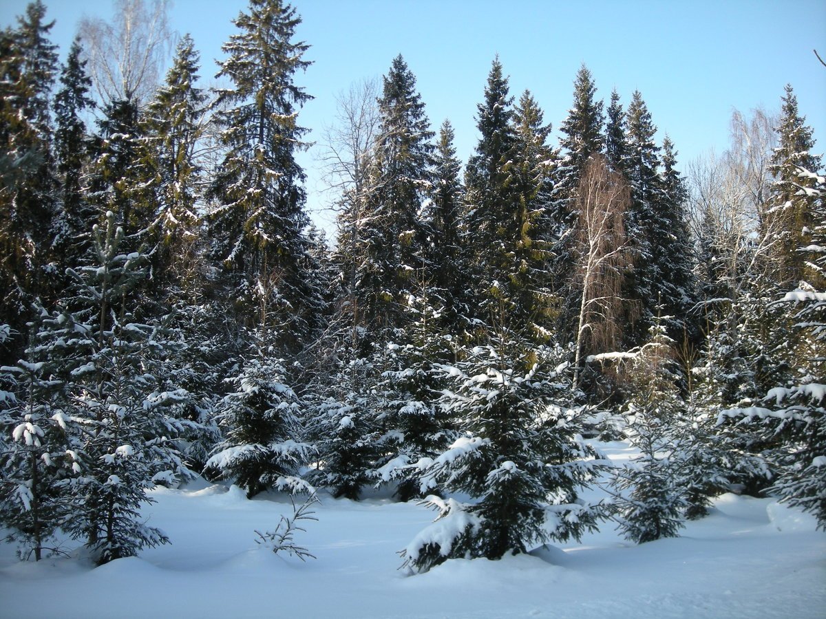Лесная опушка ельник