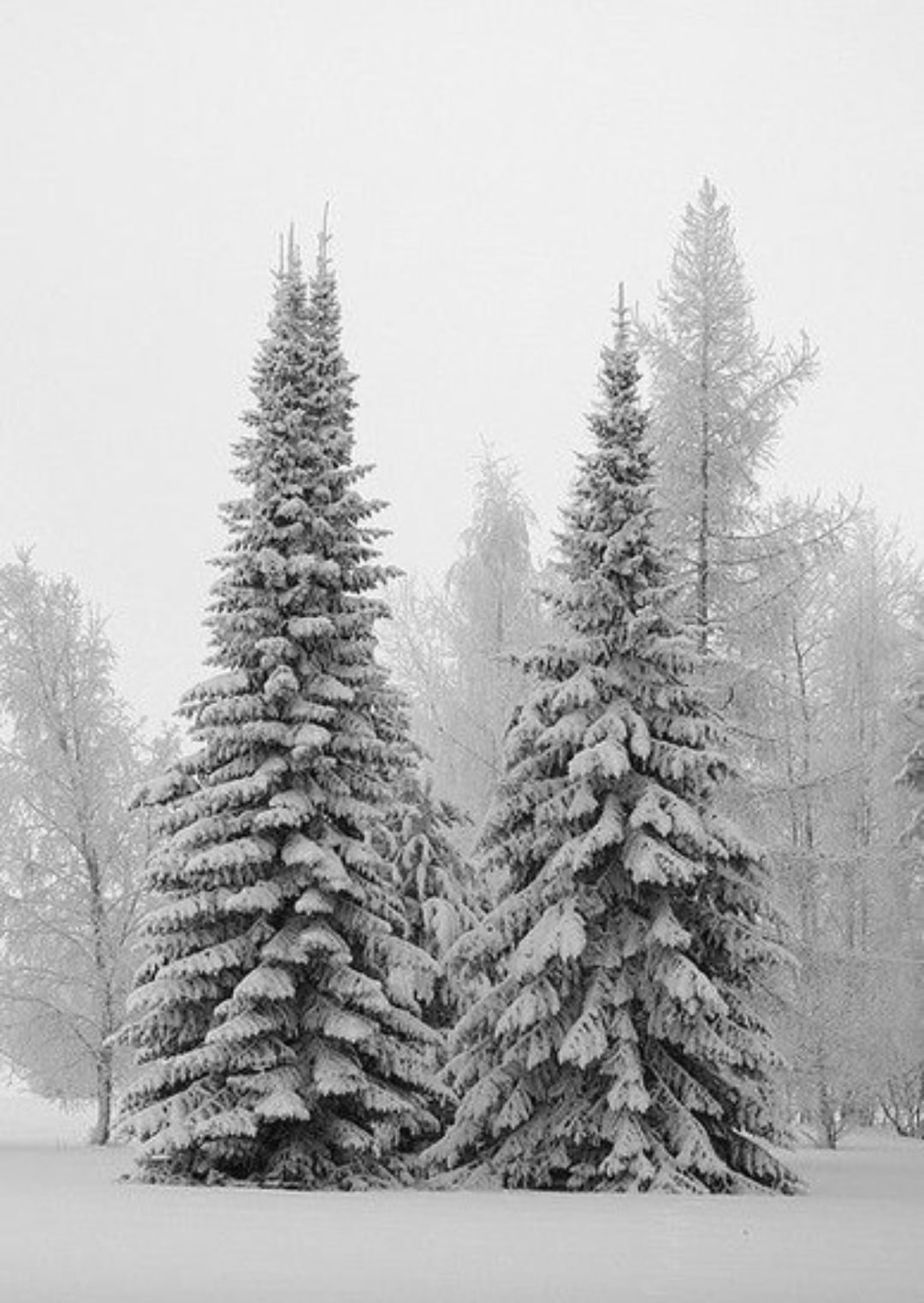 Красота ели. Зимний лес. Зимняя ель. Зимняя елка. Елка в лесу.
