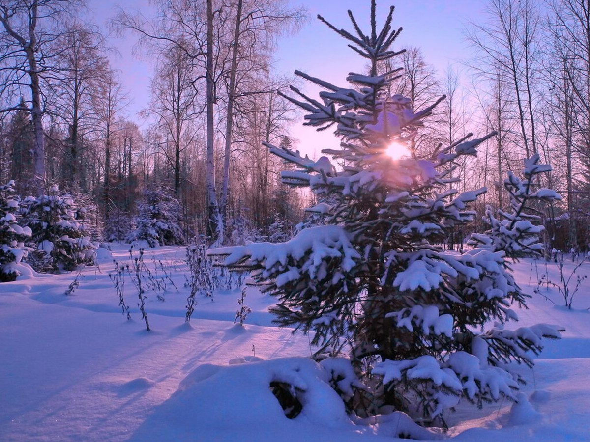 Елочка в зимнем лесу