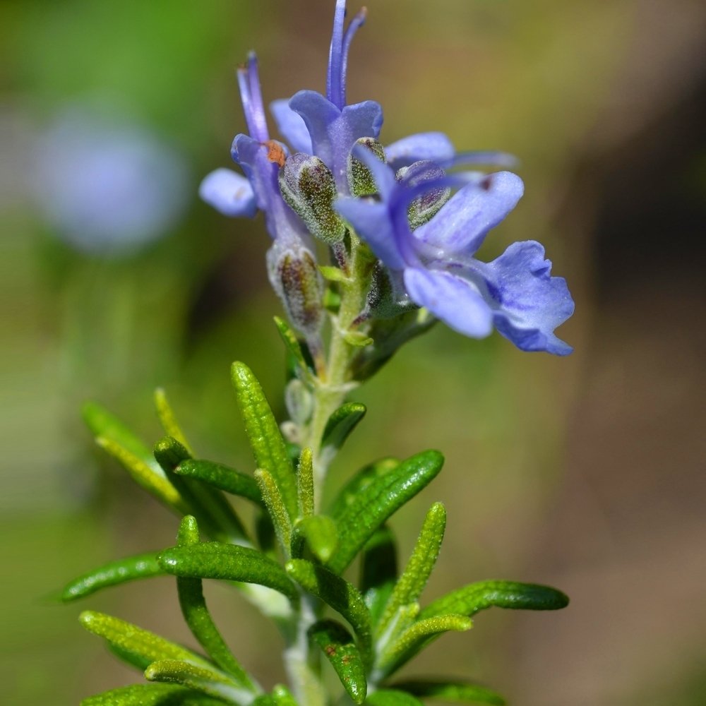 Rosmarinus officinalis Bush