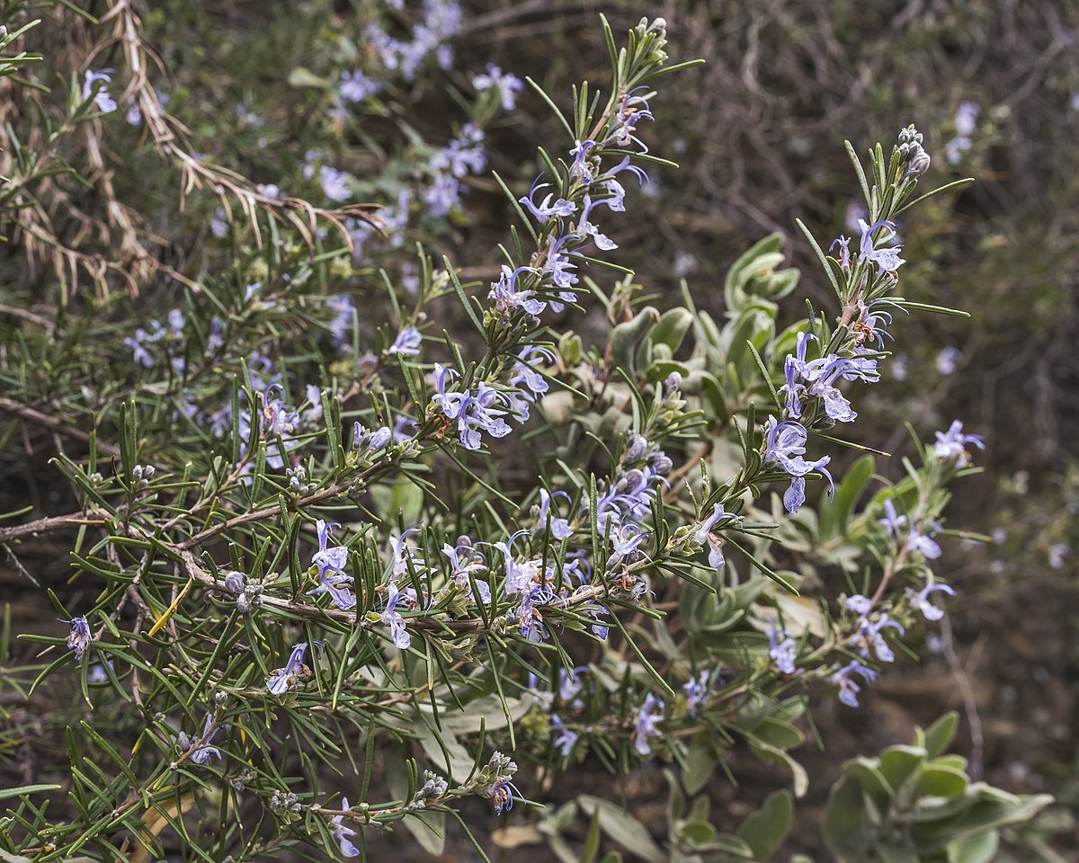 Seidlitzia Rosmarinus
