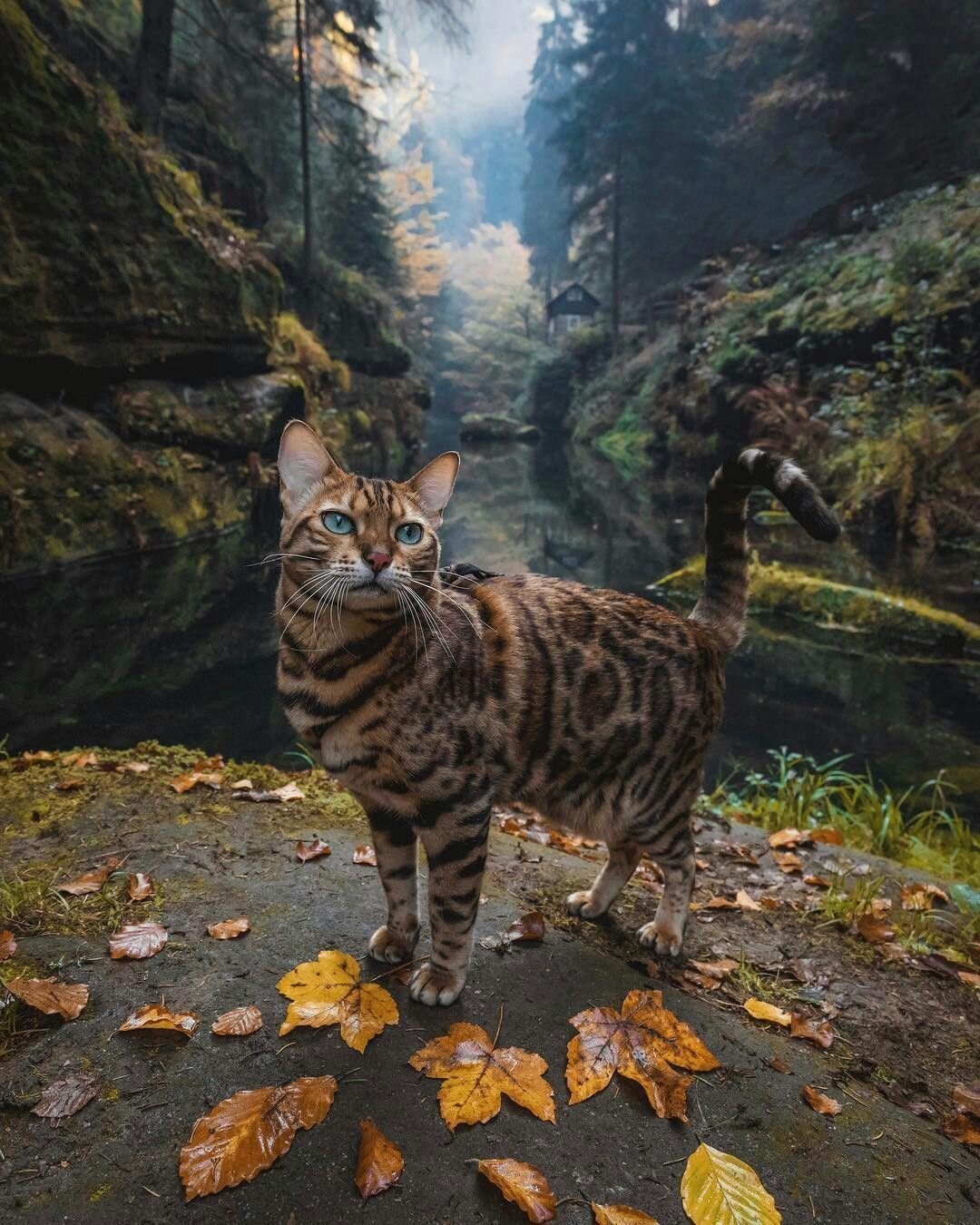 Дикий бенгальский кот