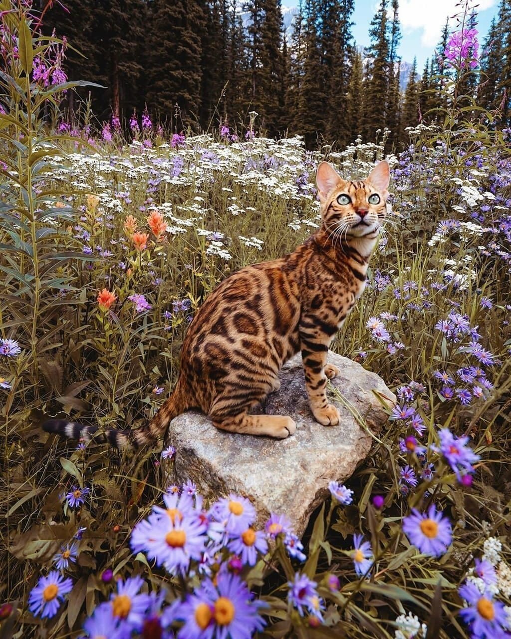 Лесная Бенгальская кошка