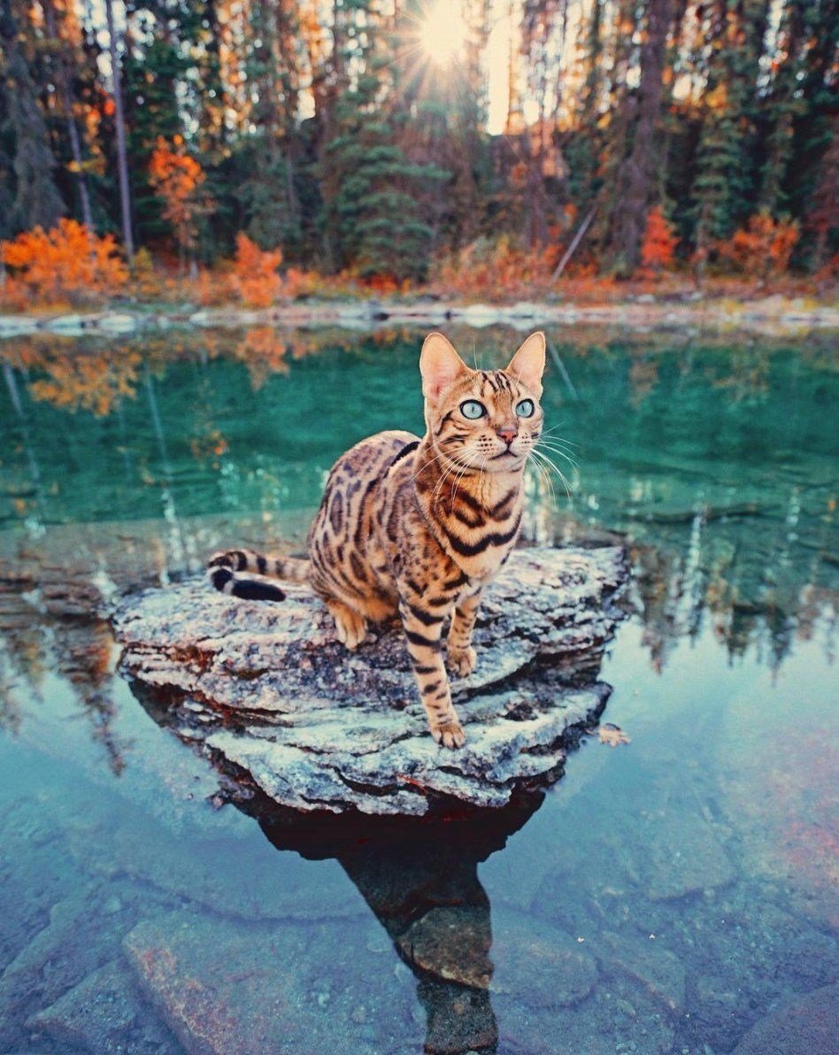 Кошки дикой природы