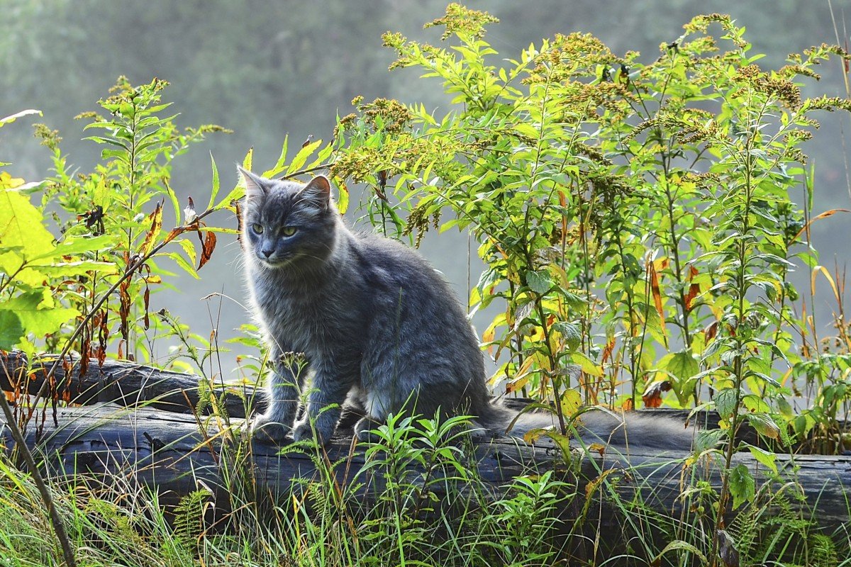 Кошка на природе