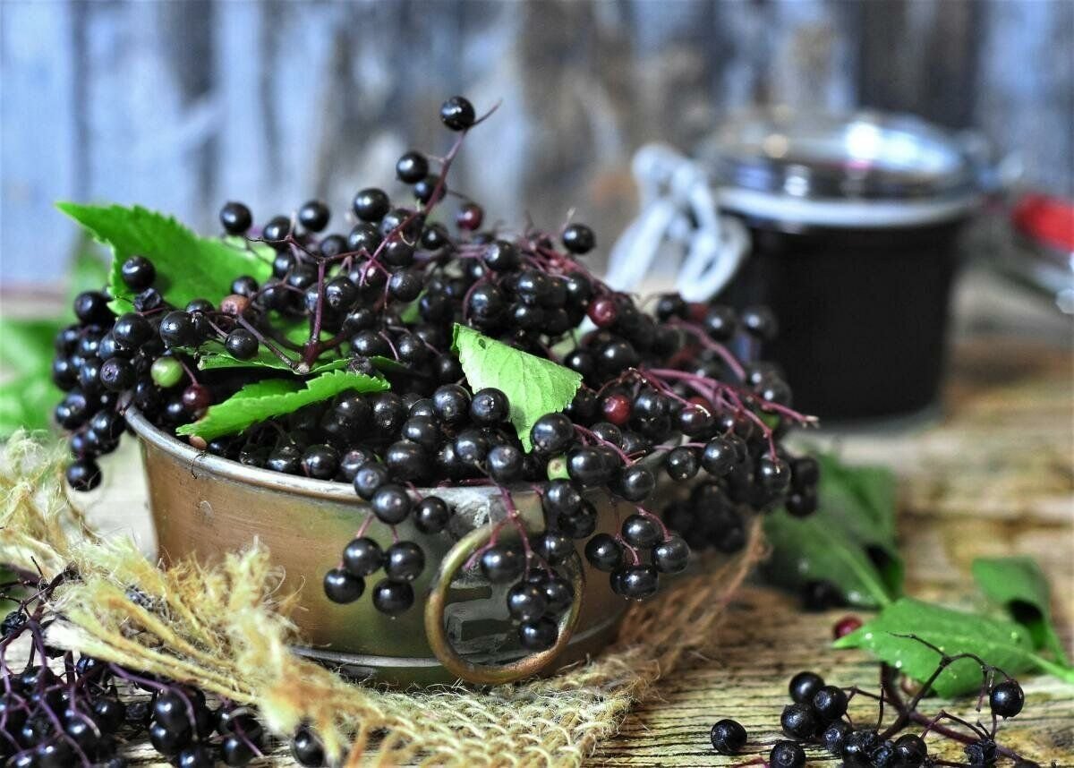 Elderberry ягода