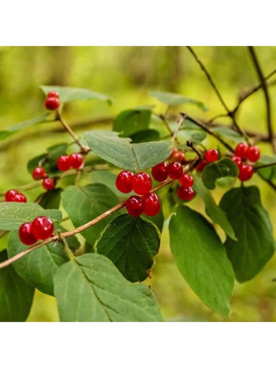 Жимолость Лесная-Lonicera xylosteum
