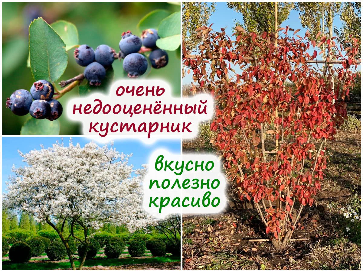Ирга ягода куст