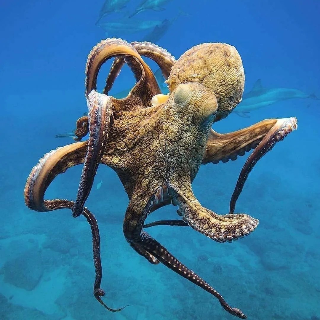 Молодой осьминог в море