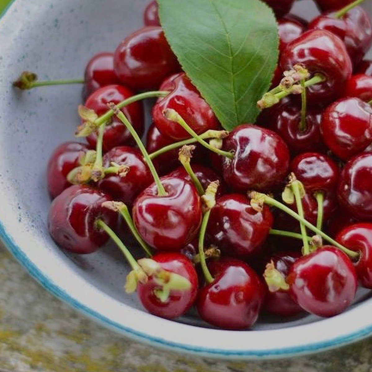 Черешня Кубанская ранняя