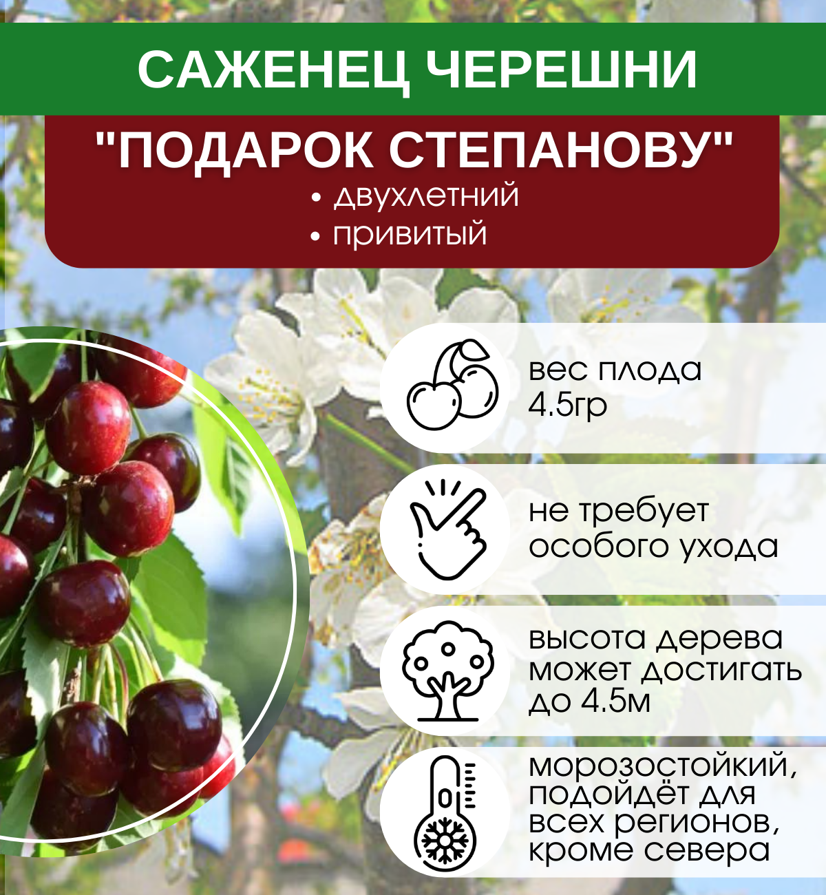 Черешня подарок Степанову