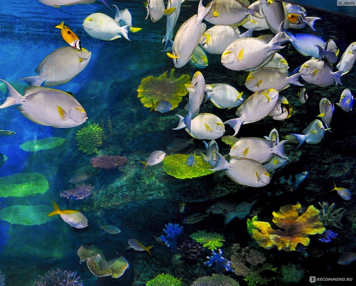 Аквариум Siam Ocean World в Бангкоке