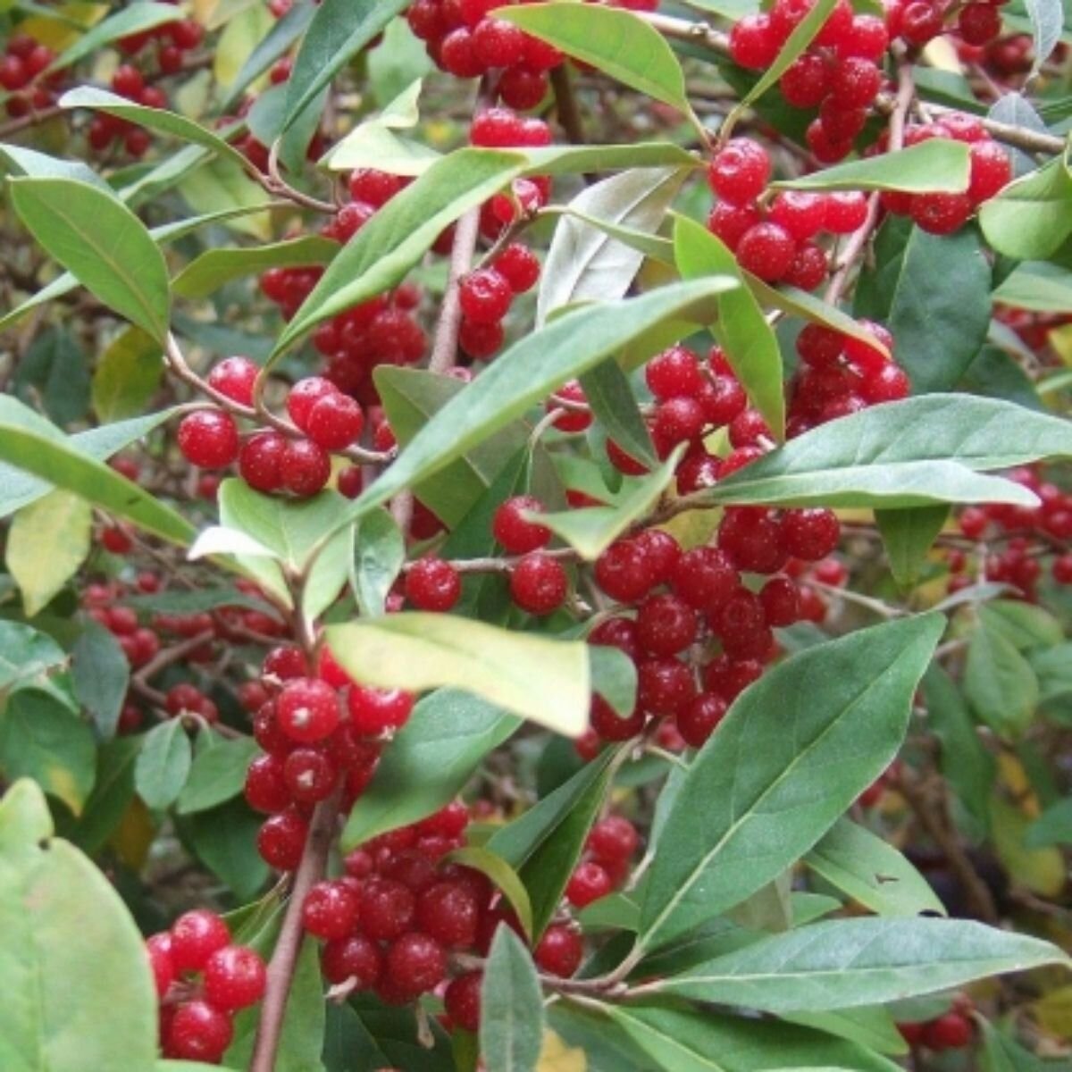 Elaeagnus umbellata