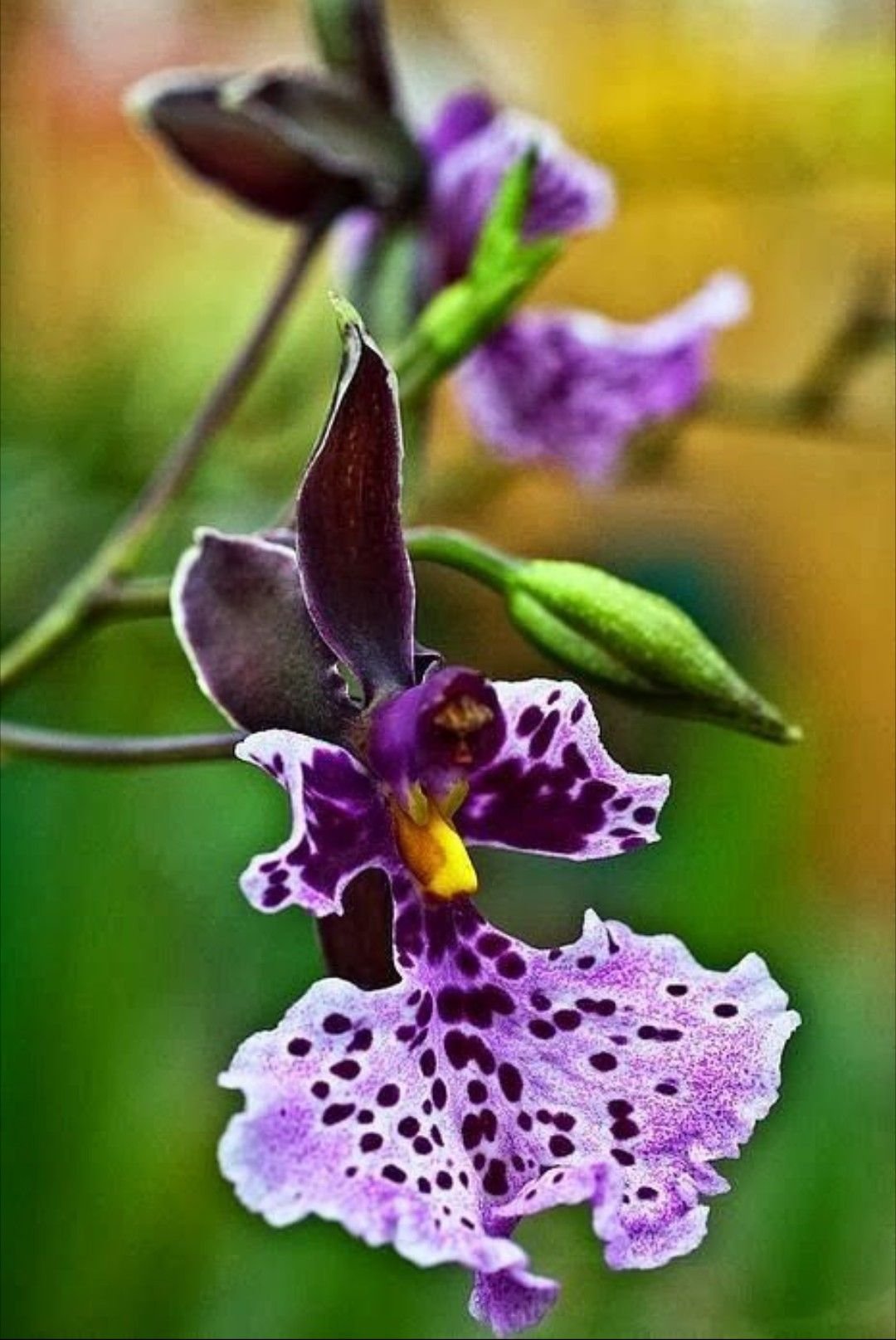 Caucaea Phalaenopsis