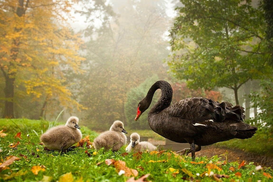 Природа с животными