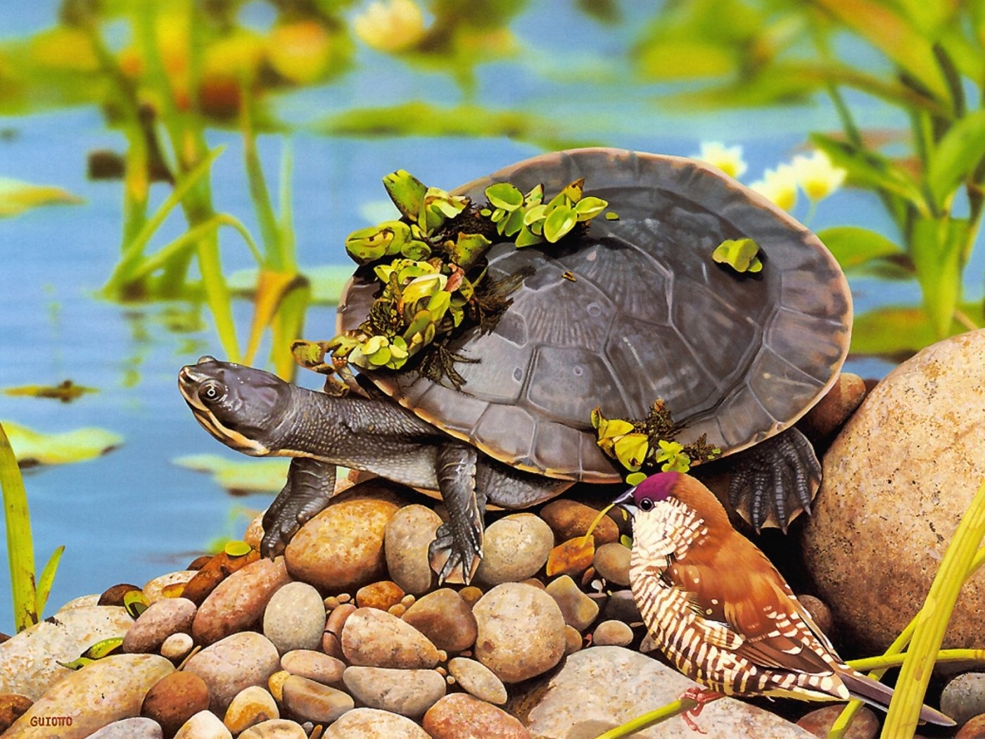 Черепахи в природе. Средиземноморская Болотная черепаха. Красноухая Болотная черепаха. Прудовая черепаха. Черепаха водоплавающая.