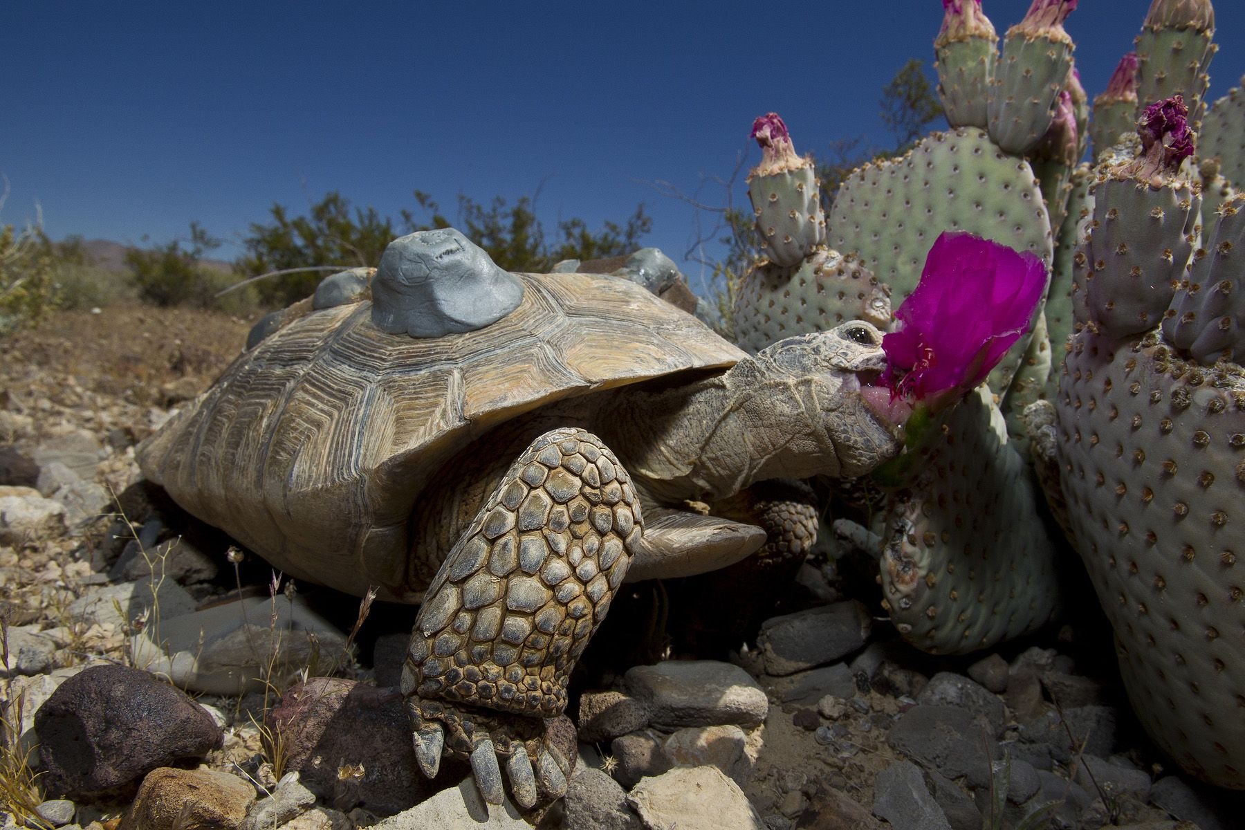 Черепахи в природе. Наземные черепахи. Пустынная черепаха. Черепаха в пустыне. Сухопутная черепаха в пустыне.