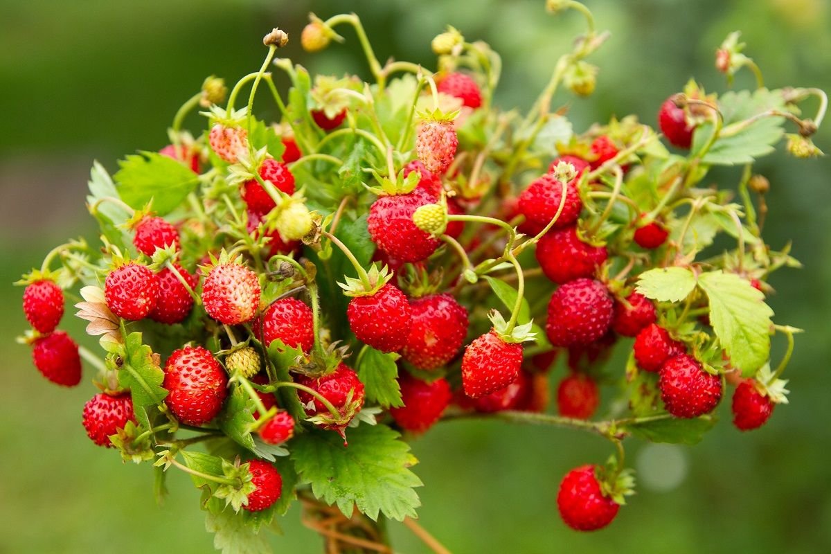 Земляника Лесная (Fragaria vesca)