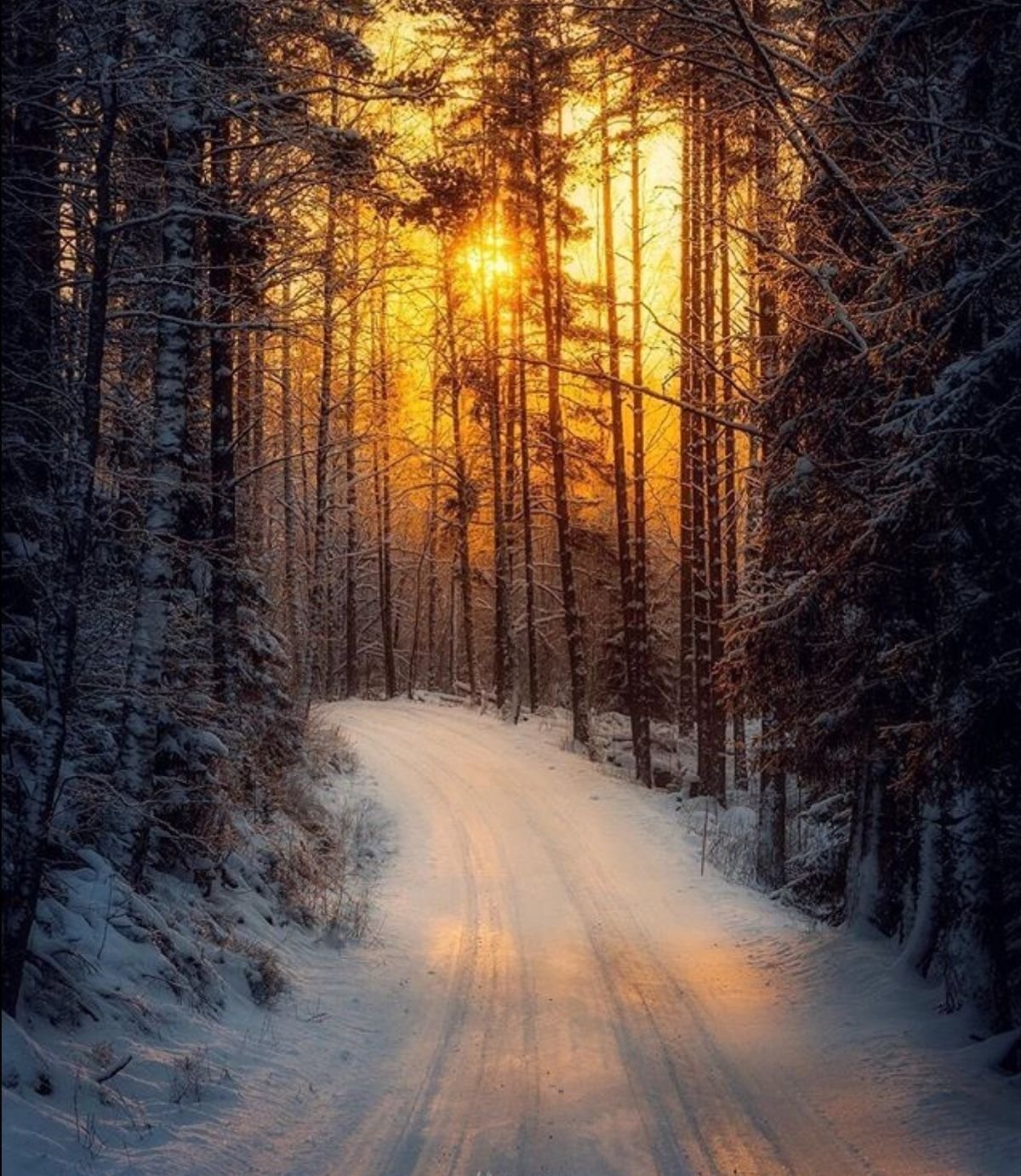 Зимний лес